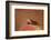 Pictus Blenny (Ecsenius Pictus) Pacific Ocean, Panglao Island-Reinhard Dirscherl-Framed Photographic Print