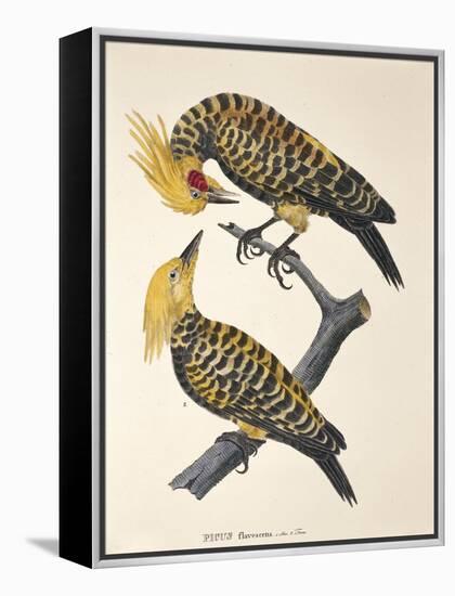 Picus Flavescens-null-Framed Premier Image Canvas