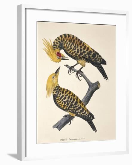 Picus Flavescens-null-Framed Giclee Print