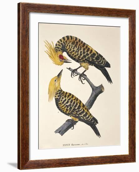 Picus Flavescens-null-Framed Giclee Print