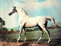Vintage White Horse Chromolithograph "Mambrino," from the Picture by George Stubbs 1817-Piddix-Art Print