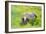 Piebald horse and foal-William Ireland-Framed Giclee Print