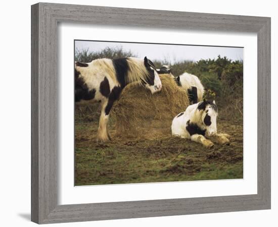 Piebald Welsh Ponies around a Bale of Hay, Lydstep Point, Pembrokeshire, Wales, United Kingdom-Pearl Bucknall-Framed Photographic Print