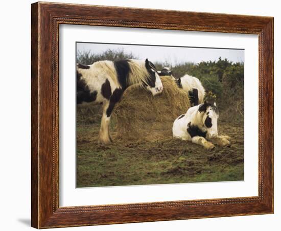Piebald Welsh Ponies around a Bale of Hay, Lydstep Point, Pembrokeshire, Wales, United Kingdom-Pearl Bucknall-Framed Photographic Print