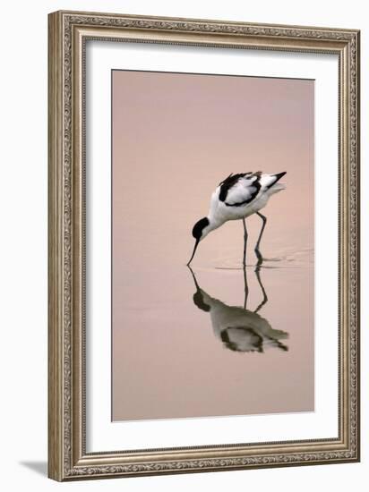 Pied Avocet Feeding at Twighlight on Sea Estuary-null-Framed Photographic Print