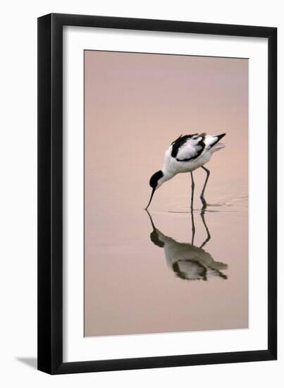 Pied Avocet Feeding at Twighlight on Sea Estuary-null-Framed Photographic Print