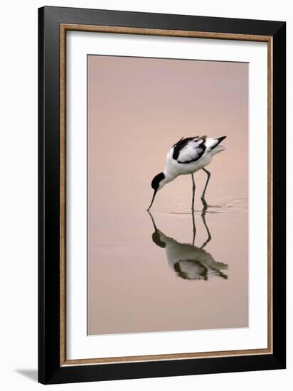 Pied Avocet Feeding at Twighlight on Sea Estuary-null-Framed Photographic Print