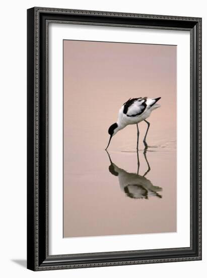 Pied Avocet Feeding at Twighlight on Sea Estuary-null-Framed Photographic Print