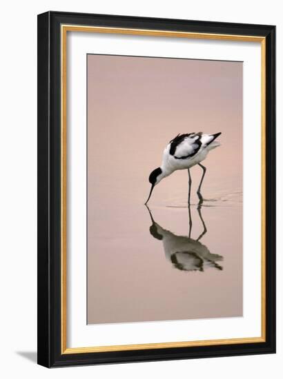 Pied Avocet Feeding at Twighlight on Sea Estuary-null-Framed Photographic Print