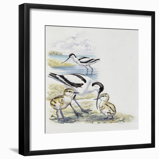 Pied Avocet (Recurvirostra Avosetta) with Chicks, Recurvirostridae-null-Framed Giclee Print