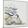 Pied Avocet (Recurvirostra Avosetta) with Chicks, Recurvirostridae-null-Mounted Giclee Print