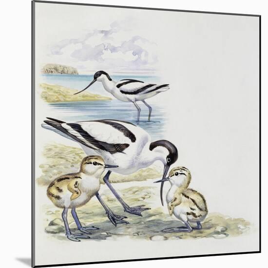 Pied Avocet (Recurvirostra Avosetta) with Chicks, Recurvirostridae-null-Mounted Giclee Print