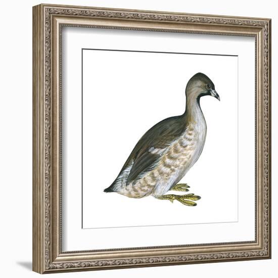 Pied-Billed Grebe (Podilymbus Podiceps), Birds-Encyclopaedia Britannica-Framed Art Print