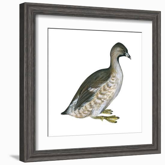 Pied-Billed Grebe (Podilymbus Podiceps), Birds-Encyclopaedia Britannica-Framed Art Print