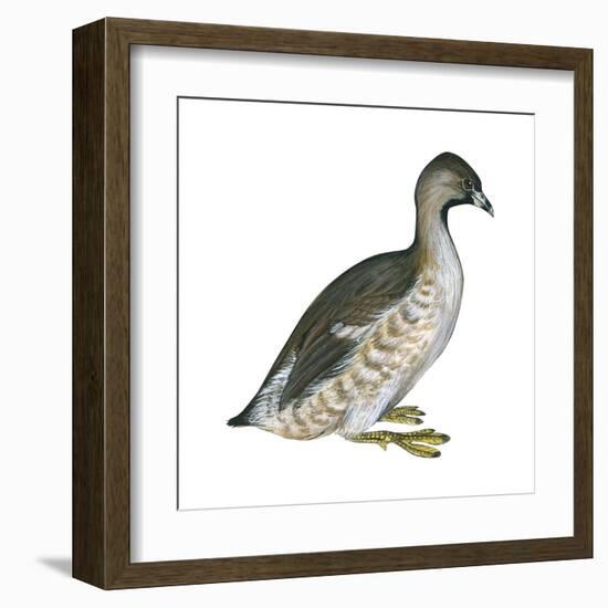 Pied-Billed Grebe (Podilymbus Podiceps), Birds-Encyclopaedia Britannica-Framed Art Print