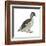 Pied-Billed Grebe (Podilymbus Podiceps), Birds-Encyclopaedia Britannica-Framed Art Print