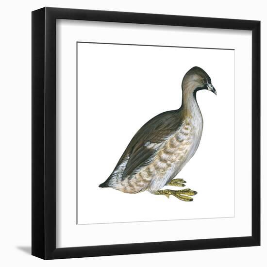 Pied-Billed Grebe (Podilymbus Podiceps), Birds-Encyclopaedia Britannica-Framed Art Print