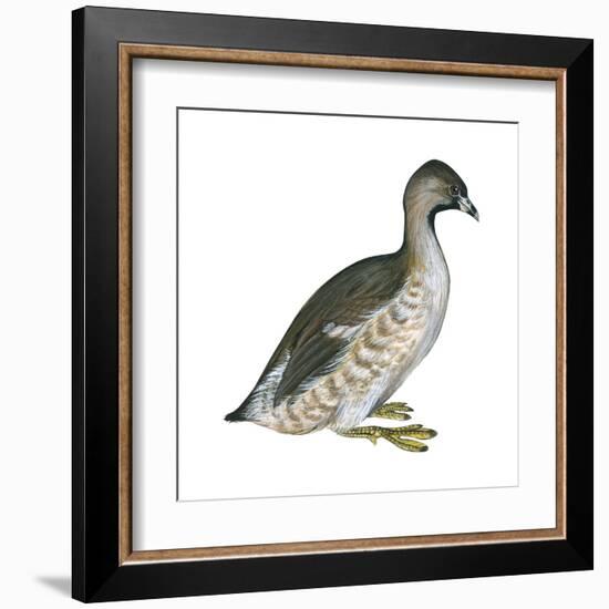 Pied-Billed Grebe (Podilymbus Podiceps), Birds-Encyclopaedia Britannica-Framed Art Print