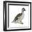 Pied-Billed Grebe (Podilymbus Podiceps), Birds-Encyclopaedia Britannica-Framed Art Print