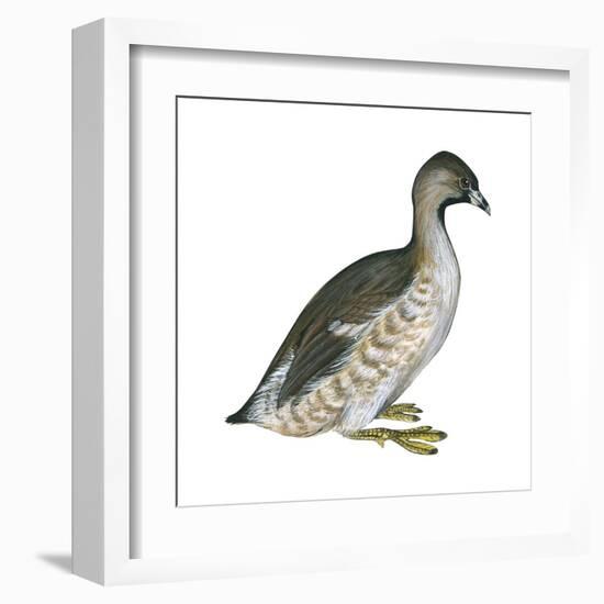 Pied-Billed Grebe (Podilymbus Podiceps), Birds-Encyclopaedia Britannica-Framed Art Print