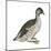 Pied-Billed Grebe (Podilymbus Podiceps), Birds-Encyclopaedia Britannica-Mounted Art Print