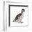 Pied-Billed Grebe (Podilymbus Podiceps), Birds-Encyclopaedia Britannica-Framed Art Print