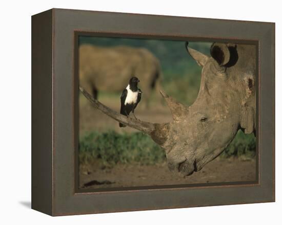 Pied Crow Perched on White Rhino-Martin Harvey-Framed Premier Image Canvas