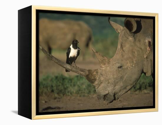 Pied Crow Perched on White Rhino-Martin Harvey-Framed Premier Image Canvas