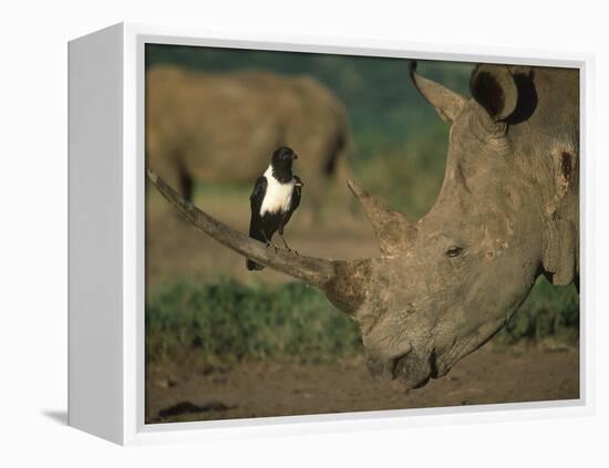 Pied Crow Perched on White Rhino-Martin Harvey-Framed Premier Image Canvas