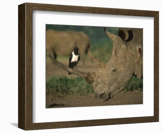 Pied Crow Perched on White Rhino-Martin Harvey-Framed Photographic Print