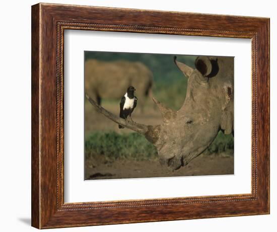 Pied Crow Perched on White Rhino-Martin Harvey-Framed Photographic Print