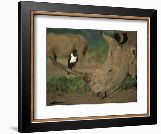 Pied Crow Perched on White Rhino-Martin Harvey-Framed Photographic Print