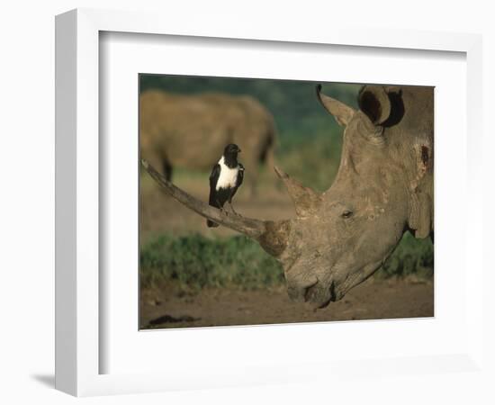 Pied Crow Perched on White Rhino-Martin Harvey-Framed Photographic Print