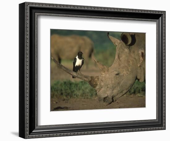 Pied Crow Perched on White Rhino-Martin Harvey-Framed Photographic Print