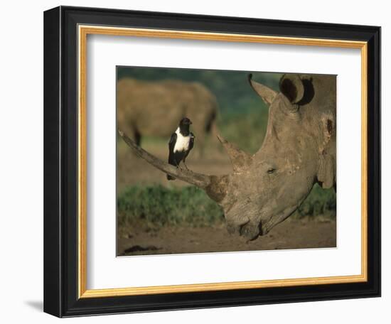 Pied Crow Perched on White Rhino-Martin Harvey-Framed Photographic Print