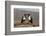 Pied crows (Corvus albus), Zimanga private game reserve, KwaZulu-Natal-Ann and Steve Toon-Framed Photographic Print