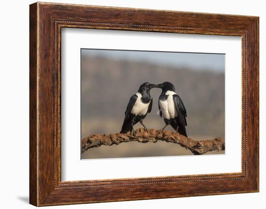 Pied crows (Corvus albus), Zimanga private game reserve, KwaZulu-Natal-Ann and Steve Toon-Framed Photographic Print