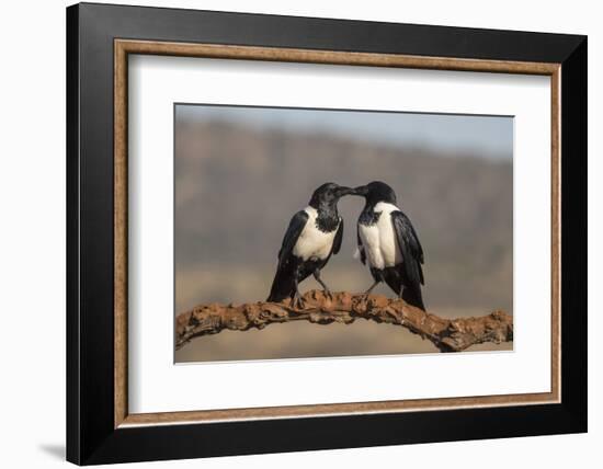 Pied crows (Corvus albus), Zimanga private game reserve, KwaZulu-Natal-Ann and Steve Toon-Framed Photographic Print