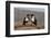 Pied crows (Corvus albus), Zimanga private game reserve, KwaZulu-Natal-Ann and Steve Toon-Framed Photographic Print