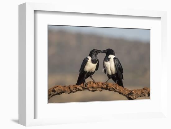 Pied crows (Corvus albus), Zimanga private game reserve, KwaZulu-Natal-Ann and Steve Toon-Framed Photographic Print