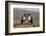 Pied crows (Corvus albus), Zimanga private game reserve, KwaZulu-Natal-Ann and Steve Toon-Framed Photographic Print