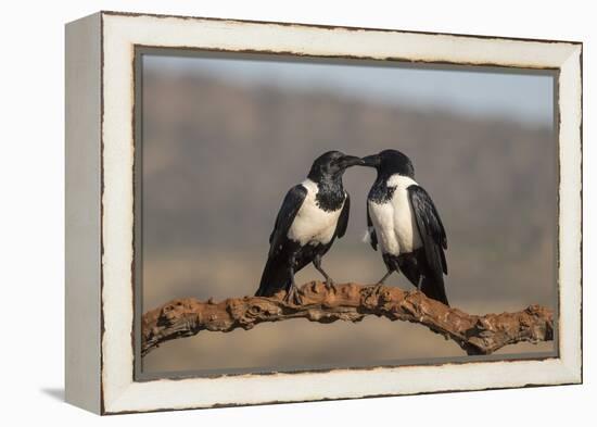 Pied crows (Corvus albus), Zimanga private game reserve, KwaZulu-Natal-Ann and Steve Toon-Framed Premier Image Canvas