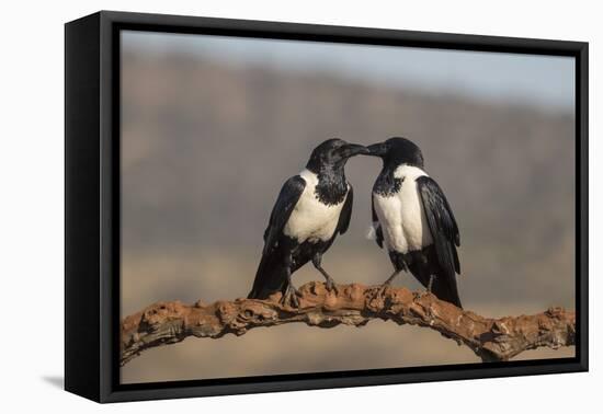 Pied crows (Corvus albus), Zimanga private game reserve, KwaZulu-Natal-Ann and Steve Toon-Framed Premier Image Canvas