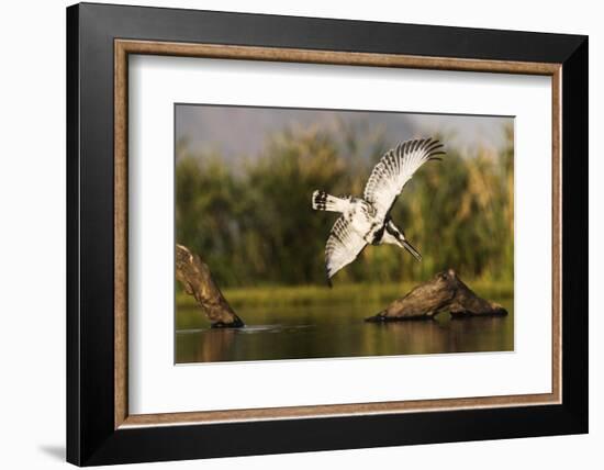 Pied kingfisher (Ceryle rudis) diving, Zimanga private game reserve, KwaZulu-Natal-Ann and Steve Toon-Framed Photographic Print