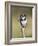 Pied Kingfisher (Ceryle Rudis), Intaka Island, Cape Town, South Africa, Africa-Ann & Steve Toon-Framed Photographic Print