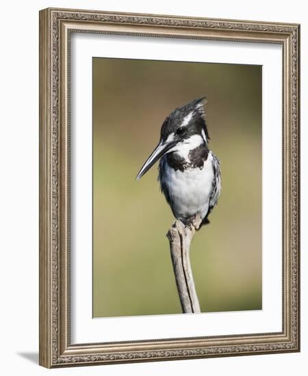 Pied Kingfisher (Ceryle Rudis), Intaka Island, Cape Town, South Africa, Africa-Ann & Steve Toon-Framed Photographic Print