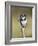 Pied Kingfisher (Ceryle Rudis), Intaka Island, Cape Town, South Africa, Africa-Ann & Steve Toon-Framed Photographic Print