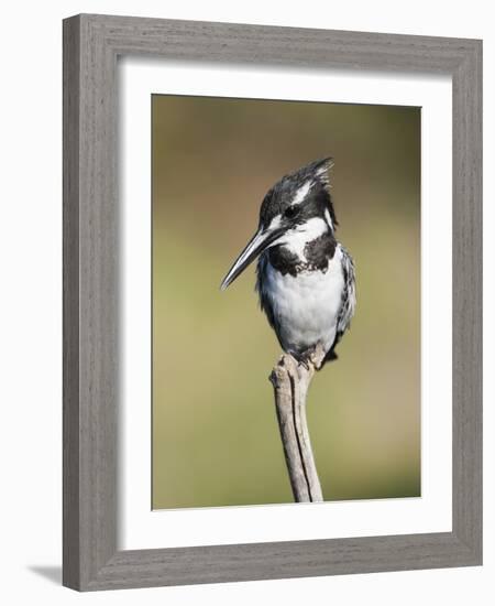 Pied Kingfisher (Ceryle Rudis), Intaka Island, Cape Town, South Africa, Africa-Ann & Steve Toon-Framed Photographic Print