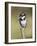 Pied Kingfisher (Ceryle Rudis), Intaka Island, Cape Town, South Africa, Africa-Ann & Steve Toon-Framed Photographic Print