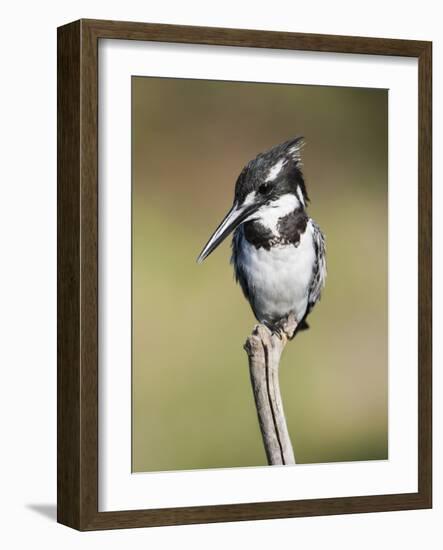 Pied Kingfisher (Ceryle Rudis), Intaka Island, Cape Town, South Africa, Africa-Ann & Steve Toon-Framed Photographic Print